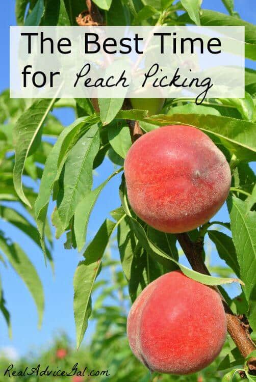 peach picking season