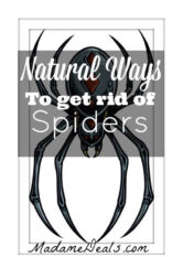 Natural ways to get rid of spiders