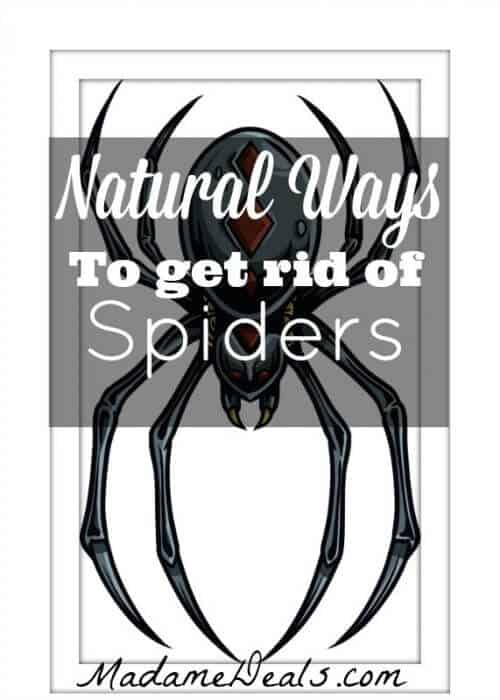 Natural ways to get rid of spiders
