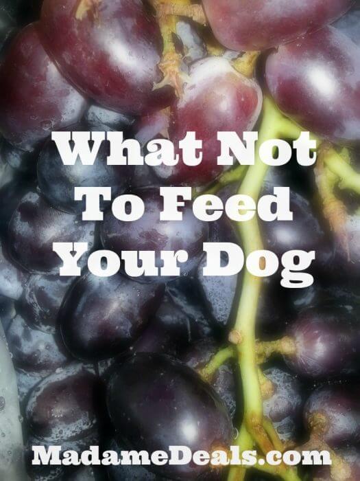 What Not to Feed Your Dogs Real Advice Gal
