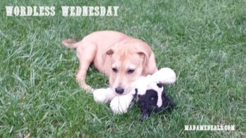 Wordless Wednesday – Nothing is Cuter