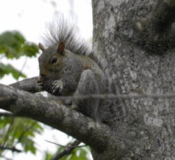 Karla’s Korner: Lessons from a Squirrel