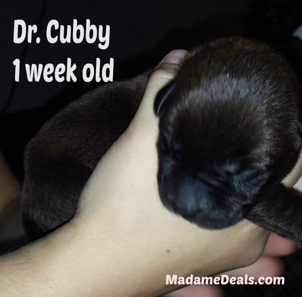 dr cubby