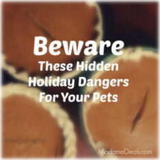 Hidden Pet Dangers During the Holidays