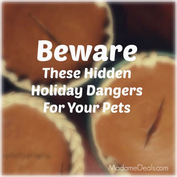 Keep your pets safe from these Holiday Hidden Pet Dangers