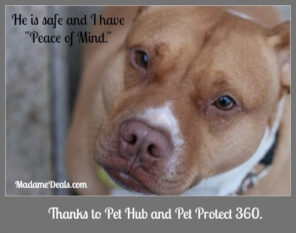 Keep Your Pets Safe with Pet Hub and Pet Protect 360