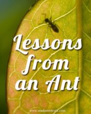 Karla’s Korner: Lessons from an Ant