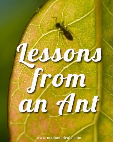 lessons-from-an-ant