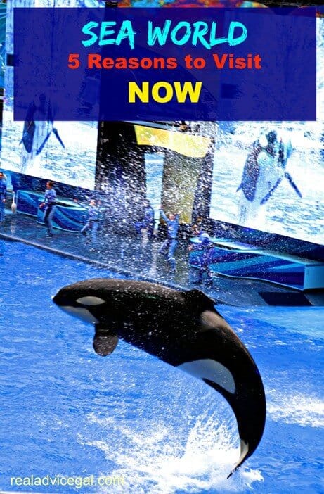 5 Things I Did Not Know About Sea World