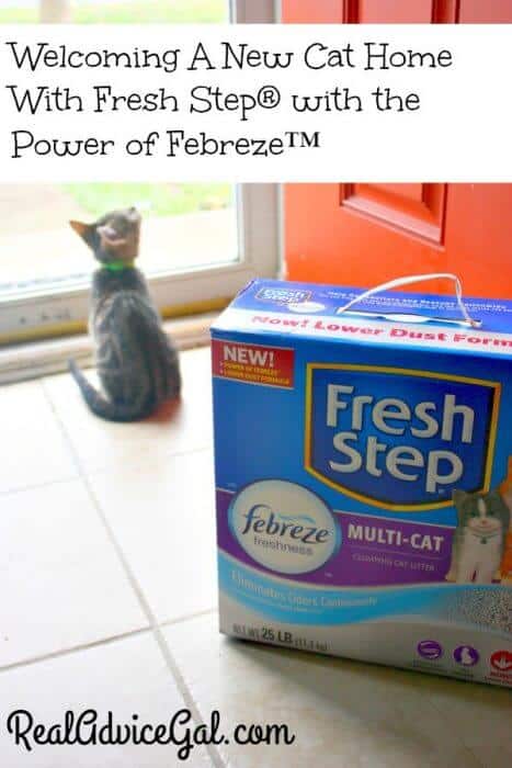 Welcoming A New Cat Home With Fresh Step® with the Power of Febreze™