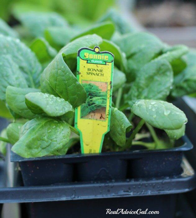 Spinach is perfect for a table garden