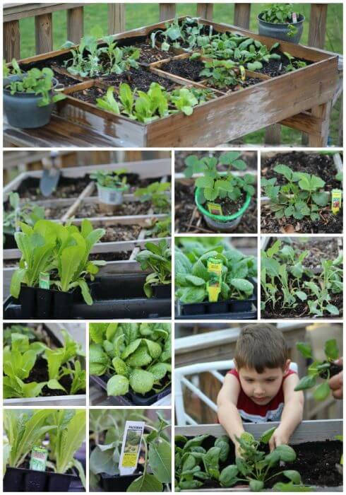 Table Gardening is a fantastic way to grow your own vegetables