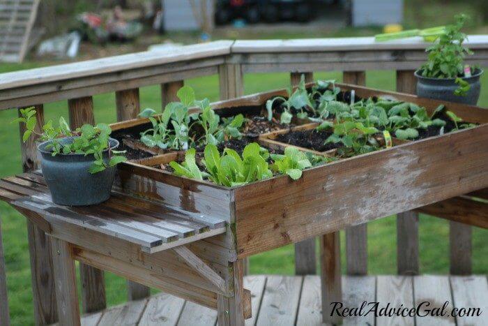 Table gardening is a great way to garden without a lot of work