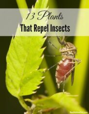 Gardening Tips – Bug Repelling Plants