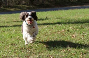 Top 5 Tips on How to Exercise Your Dog