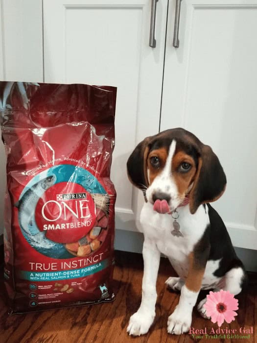 How To Potty Train Your Dog