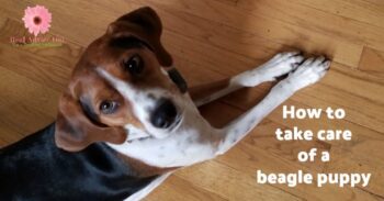 3 Things I Wish I Knew Before I Got a Beagle