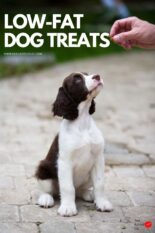 Benefits of Low Fat Dog Treats for Your Furry Friend