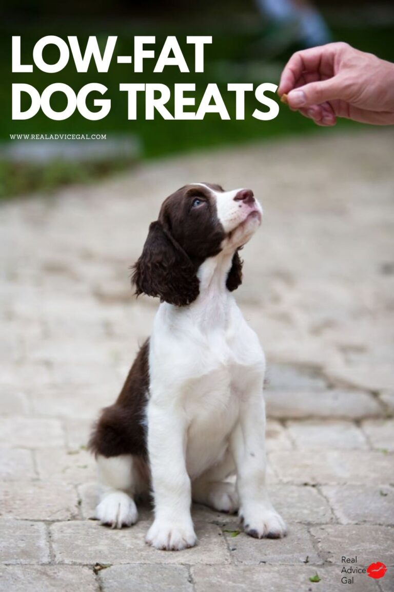 15-of-the-best-ideas-for-low-fat-dog-treat-recipes-easy-recipes-to